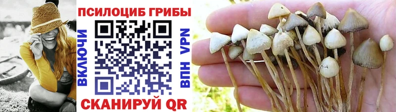 Купить закладки  Алексин  Галлюциногенные грибы мицелий 
